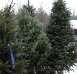trees